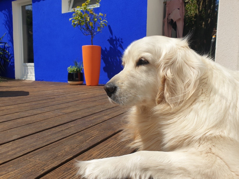 Bleu Majorelle chez Alice