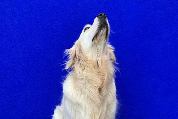 BLEU MAJORELLE chez Alice 3