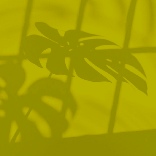 Peinture boiseries SEMI BRILLANTE - Jaune Soufre - Olona Peinture