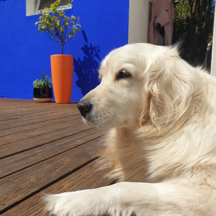 golden retriver devant un mur peint en bleu majorelle